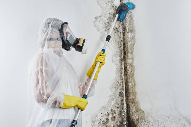Best Crawl Space Mold Removal  in Wheaton, IL