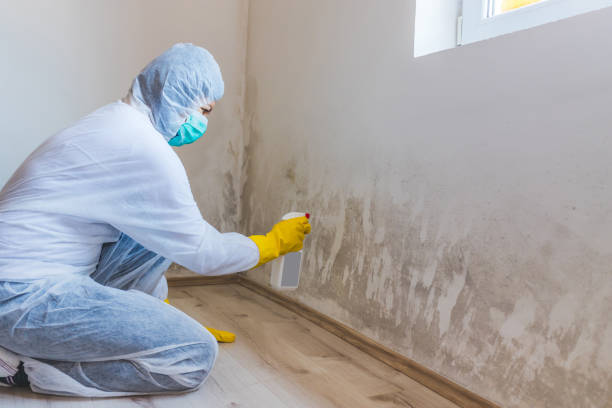 Home Mold Removal in Wheaton, IL