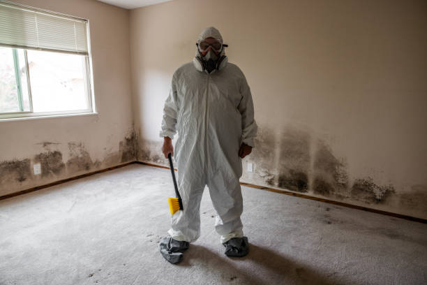 Best Attic Mold Removal  in Wheaton, IL
