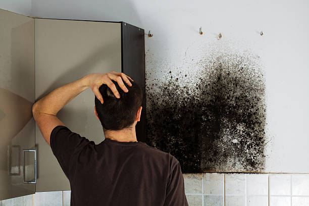 Best Mold Damage Repair  in Wheaton, IL