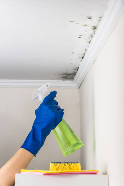 Best Mold Testing  in Wheaton, IL