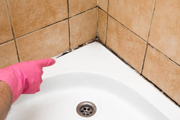 Best Local Mold Removal Service  in Wheaton, IL